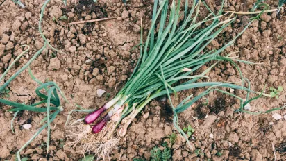 Як правильно поливати цибулю в червні: поради для щедрого врожаю та фази Місяця, які не можна ігнорувати - фото
