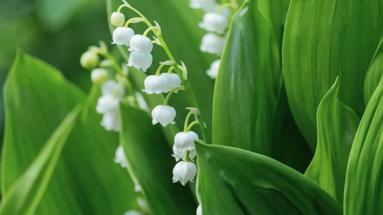 Красиві, але небажані для саду квіти: рослини, які краще не садити на ділянці 