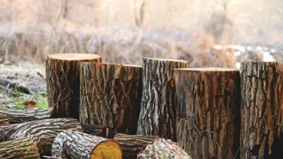 Які дерева біля дому не варто рубати: старовинні застереження наших предків - фото