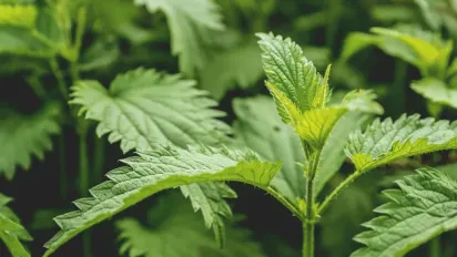 Настій кропиви — природне добриво для городу: кому на користь, а кого зіпсує - фото