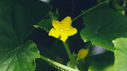 Огіркам потрібне не лише зволоження: вся правда про підживлення дріжджами - фото