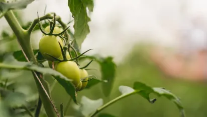 Повний гід з пасинкування помідорів: коли, як і навіщо це робити - фото