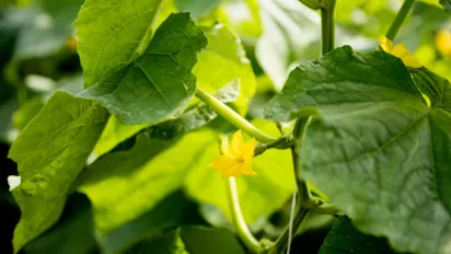 Павутинний кліщ: як врятувати огірки від небезпечного шкідника - фото