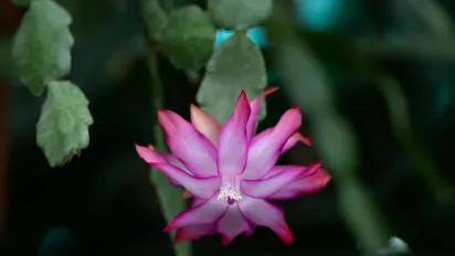 Кімнатна квітка, яку часто поливають надто рясно: як врятувати різдвяник - фото