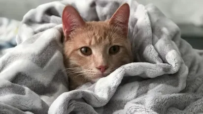 Чому не можна хапати кота за загривок: пояснення ветеринара - фото