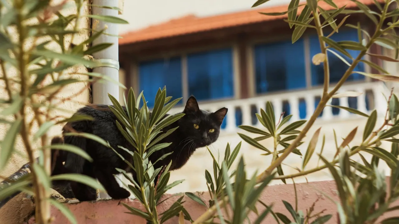 П’ятниця 13-го: містика, страхи та цікаві факти про один з найзагадковіших днів 