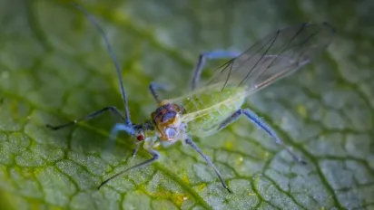 Попелиця на дачі: ефективні способи боротьби зі шкідником без хімії - фото