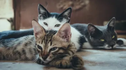 Що стоїть за муркотінням котів: нове дослідження розкриває генетичну основу пухнастиків - фото