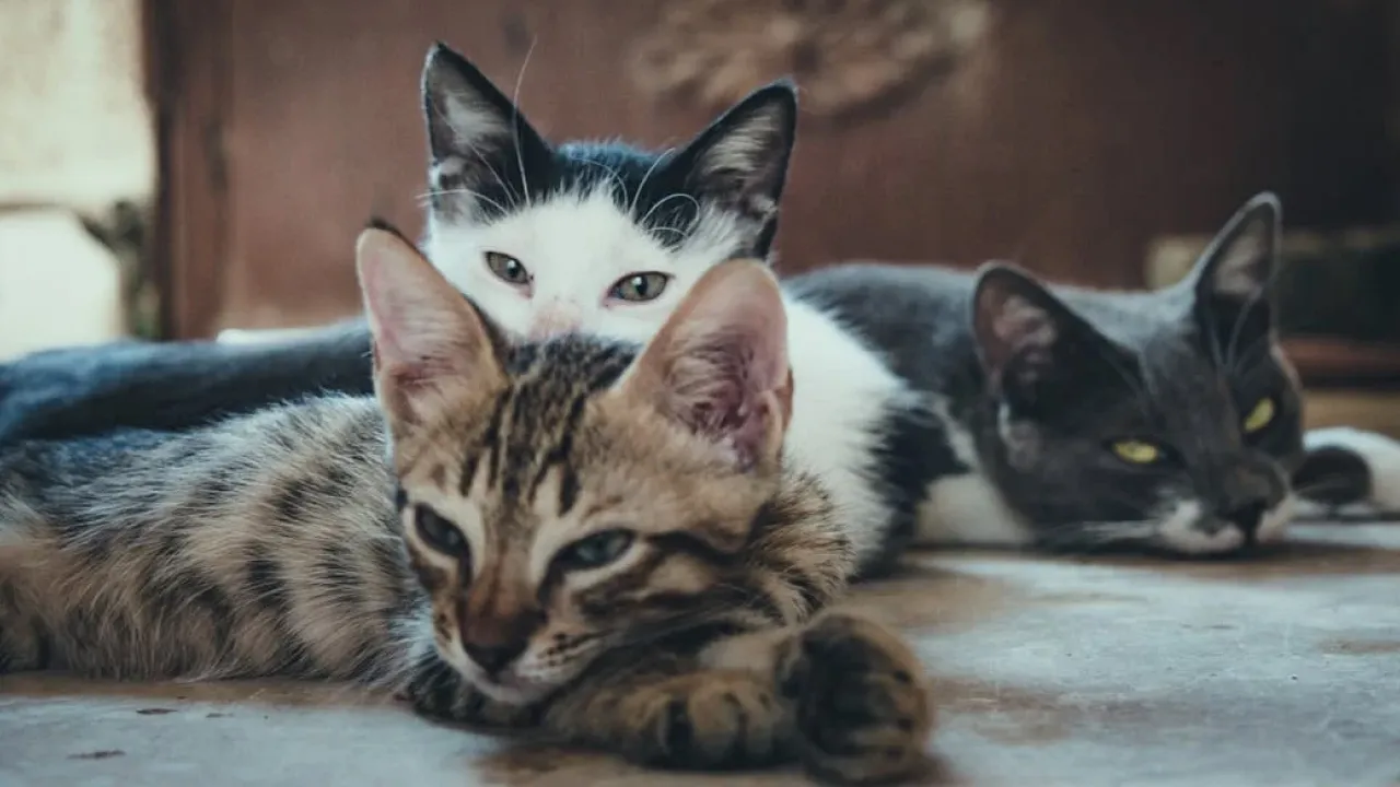 Що стоїть за муркотінням котів: нове дослідження розкриває генетичну основу пухнастиків 