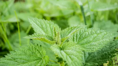 Кропива — природне добриво для помідорів і огірків: як приготувати і застосовувати - фото