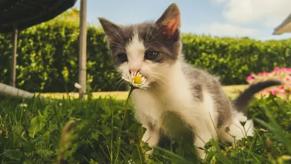 Похолодання, грози та шквали: якою буде погода в Україні 14–15 червня - фото