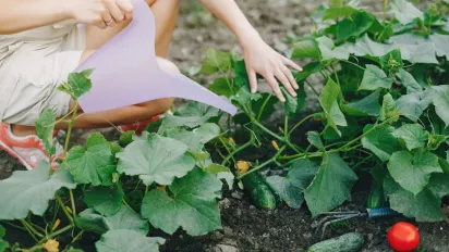 Чим поливати огірки у червні, щоб уникнути хвороб і підвищити врожайність - фото