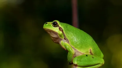 Жаба застрибнула в дім — добро чи лихо? Давні українські прикмети, які пояснюють усе - фото