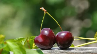 Як за 10 хвилин позбутися хробаків з черешні та вишні - фото