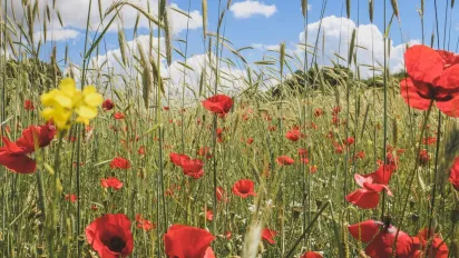 Що не можна готувати 16 червня, щоб не накликати проблеми із грошима: народні прикмети - фото
