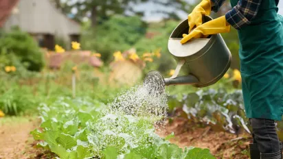 Якою водою правильно поливати помідори та інші овочі: основні поради для щедрого врожаю - фото