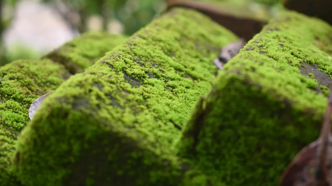 Мох між плиткою: чим прибрати і як не допустити повторно 