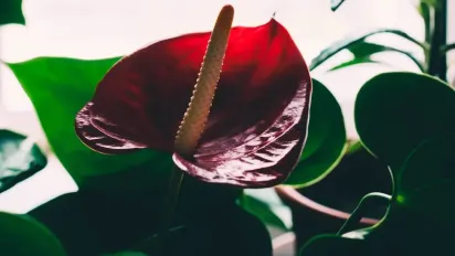 Антуріум взимку: поради з догляду в прохолодний сезон - фото