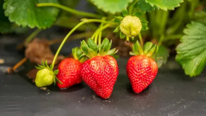 Чи потрібно обрізати вуса полуниці: секрет щедрого врожаю - фото