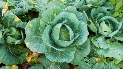 Як врятувати капусту від хрестоцвітної блішки: прості та дієві народні засоби - фото