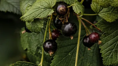 Чому жовтіє листя смородини в червні: як врятувати кущ і не втратити врожай - фото