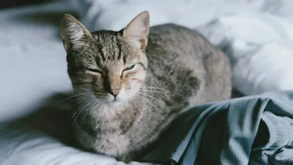 Як вивести шерсть тварин з одягу під час прання: 4 простих способи без зайвого клопоту - фото