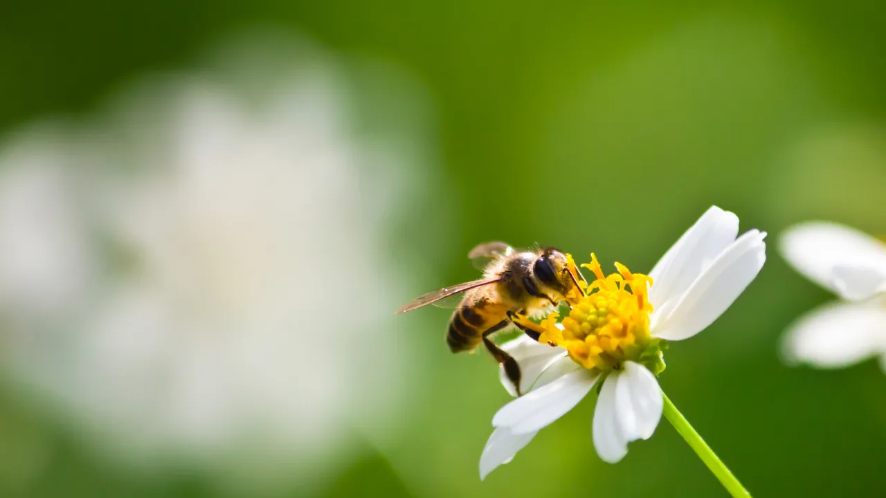 Що потрібно з'їсти вранці 19 червня, щоб забути про хвороби на увесь рік: народні прикмети 