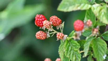 Червнева обрізка: які дерева та кущі ще можна обробити у 2025 році - фото