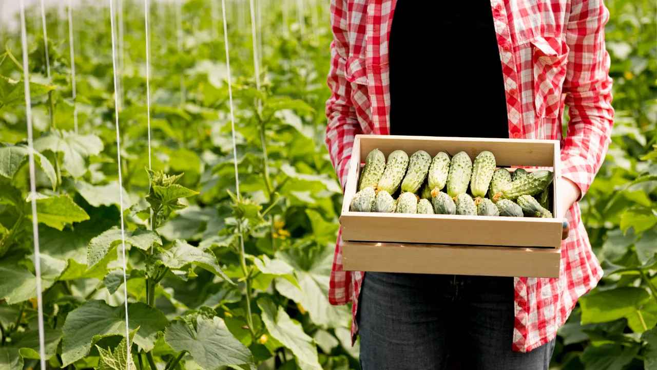 Огірки ростуть "як на дріжджах": народний рецепт добрива, що діє краще магазинних 