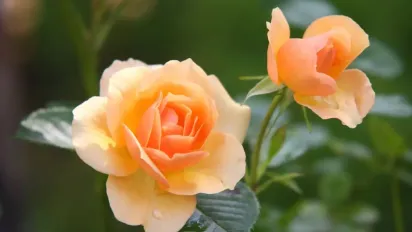 Негайне підживлення для троянд: простий засіб для розкішного аромату та цвітіння - фото