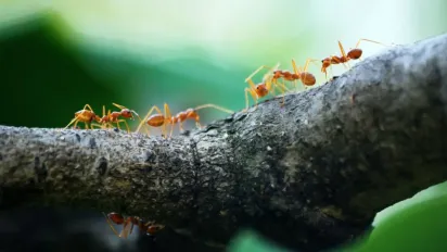 Комахи у вашій оселі: хто приносить щастя, а хто – біду за народними прикметами - фото