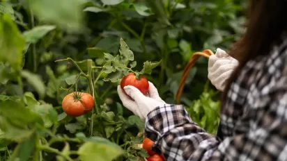 Чому тріскаються помідори та як цього уникнути: поради для городників - фото