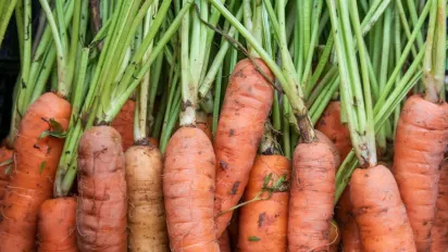 Загроза для моркви наприкінці червня: як захистити від спеки, посухи та ущільнення ґрунту - фото