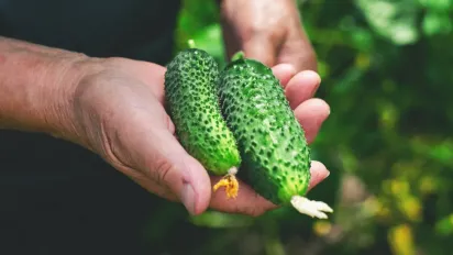 Чому огірки скручуються гачком і як це виправити: пояснення для городників - фото