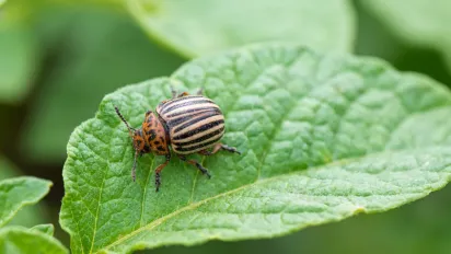 Що посадити поруч із картоплею, щоб позбутися колорадського жука: поради досвідчених городників - фото