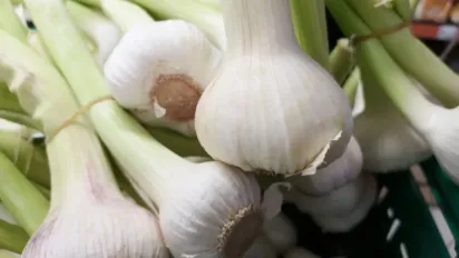 Чим підживити часник у червні, щоб він не жовтів, не засихав і виріс великим - фото