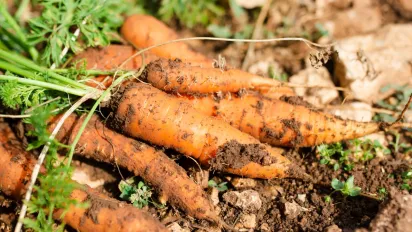Як захистити моркву від спеки, посухи й кірки ґрунту в кінці червня - фото