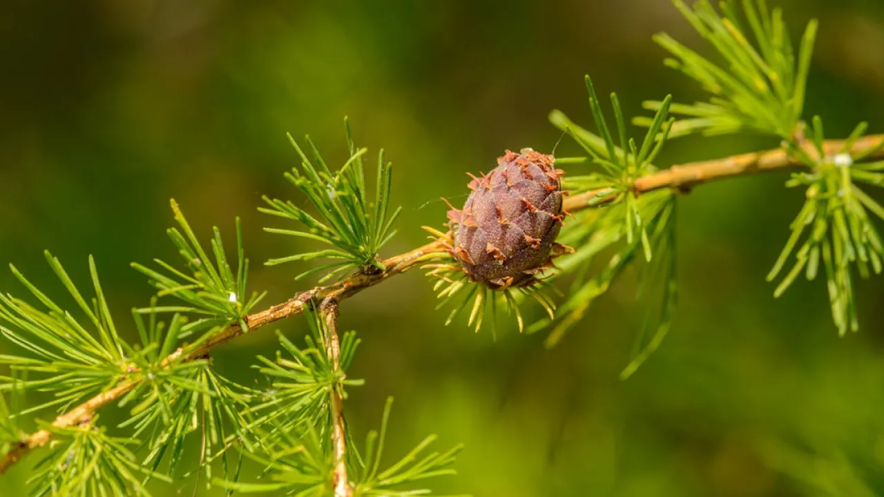 Яке дерево посадити поруч із будинком, щоб притягнути успіх у справах та фінансове благополуччя 