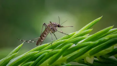 Як захиститися від комарів: натуральний засіб, який легко зробити вдома - фото