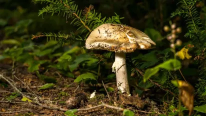 Штрафи за збирання грибів і ягід: хто ризикує отримати покарання у 2025 році - фото