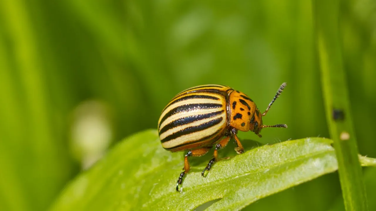 Колорадський жук — не вирок: як боротися розумно та результативно 