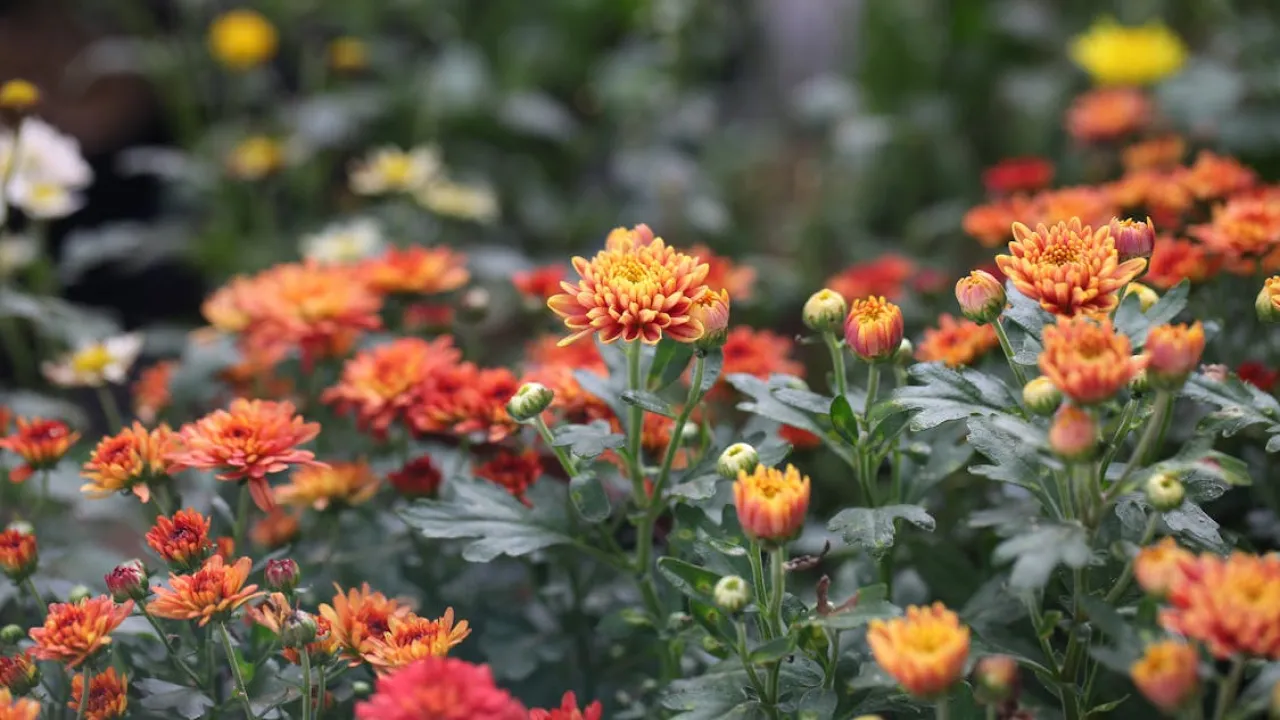 12 квітів, які можна сіяти в червні — навіть у спеку вони розцвітуть пишно 