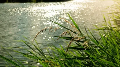 Ворожіння на Івана Купала: способи дізнатися свою долю в магічну ніч - фото