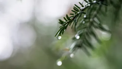 Що потрібно покласти біля порогу 23 червня, щоб зло не потрапило у дім: народні прикмети - фото