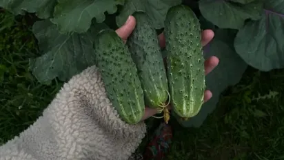 Чому огірки стають гіркими та як цього уникнути: головна помилка городників - фото