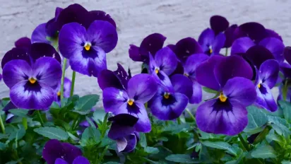 Чому не цвітуть фіалки вдома і як змусити їх розпуститися - фото