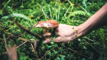 Штрафи за гриби у 2025 році: де не можна збирати навіть для себе - фото