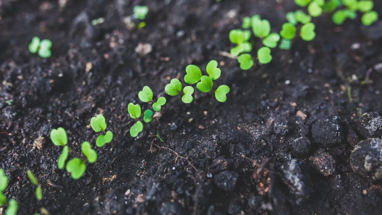 Друга хвиля врожаю: яка зелень встигне вирости до осені 