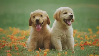 Чотирилапі терапевти: як собаки нормалізують тиск і покращують настрій - фото