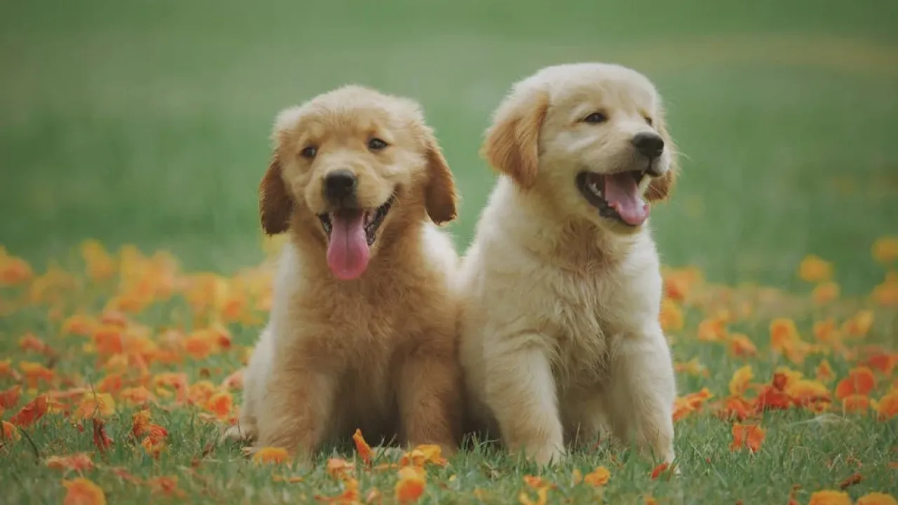 Чотирилапі терапевти: як собаки нормалізують тиск і покращують настрій 